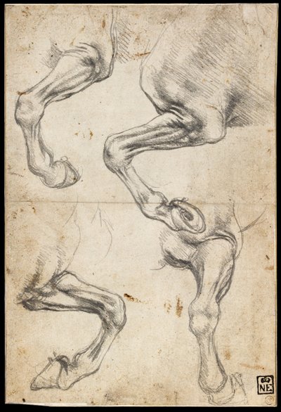 Studier av hesteben av Leonardo da Vinci