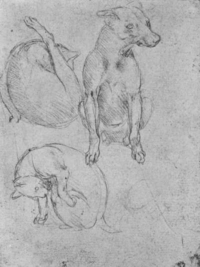 Studier av en hund og en katt, c1480 1945 av Leonardo da Vinci