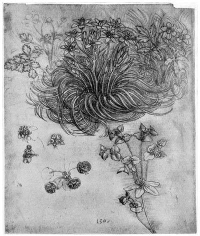 Studie av en Star of Bethlehem-plante, 1505-1507 1954 av Leonardo da Vinci