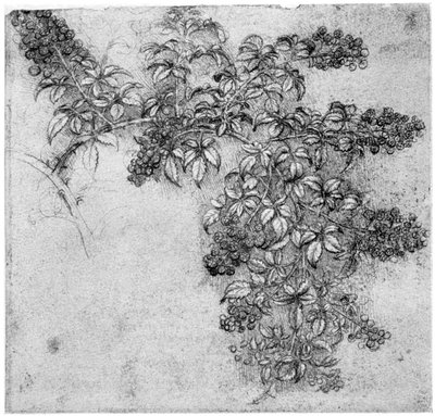 Studie av en bjørnebærgren, sent på 1400- eller tidlig på 1500-tallet 1954 av Leonardo da Vinci