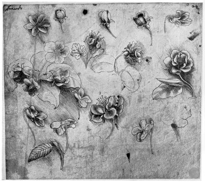 Studie av blomster, c1481-1483 1954. av Leonardo da Vinci
