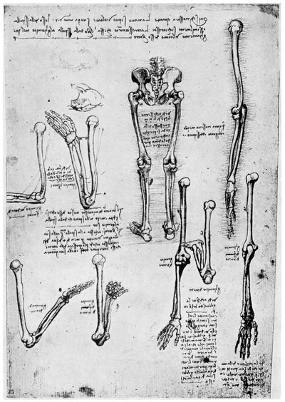 Studie av menneskelige bein, sent på 1400- eller 1500-tallet 1954. av Leonardo da Vinci