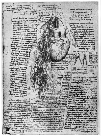 Studie av hjertet og bronkialarteriene, slutten av 1400- eller begynnelsen av 1500-tallet 1954 av Leonardo da Vinci