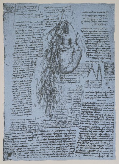 Hjertet og bronkialarteriene, faksimile av Windsor-boken (penn og blekk på papir) av Leonardo da Vinci