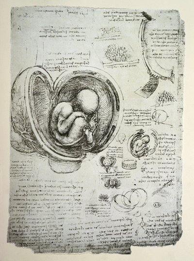 Menneskefosteret i livmoren, faksimilekopi av Leonardo da Vinci