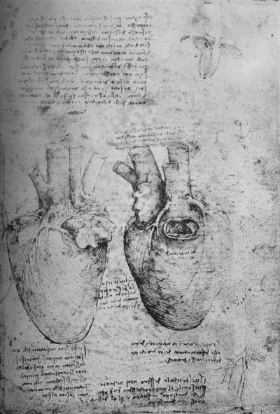 To tegninger av hjertet, c1480 1945 av Leonardo da Vinci
