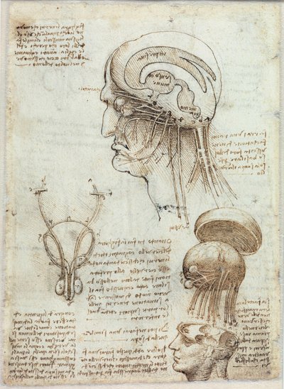 Ukjent bilde av Leonardo da Vinci
