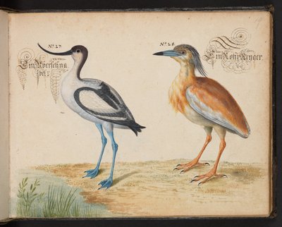 Legg til 6485 f.19 Avocet og Squacco Heron av Leonhard Baldner