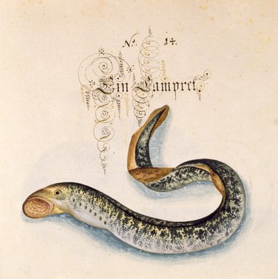 Legg til 6485 f.50 Sea Lamprey av Leonhard Baldner