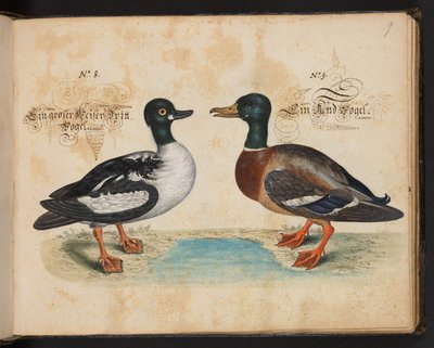 "En nøyaktig naturlig beskrivelse og avgrensning av vannfuglene, fiskene, firfotdyrene, insektene og ormene, som finnes i vannet ved Strassburg [Strasbourg], som jeg selv skjøt og håndterte. Leonard Baldner, Fisher and Citizen i Strassburg ", c av Leonhard Baldner
