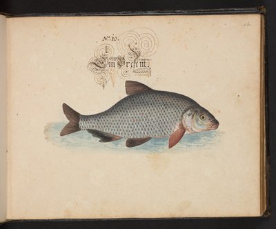 "En nøyaktig naturlig beskrivelse og avgrensning av vannfuglene, fiskene, firfotdyrene, insektene og ormene, som finnes i vannet ved Strassburg [Strasbourg], som jeg selv skjøt og håndterte. Leonard Baldner, Fisher and Citizen i Strassburg ", c av Leonhard Baldner