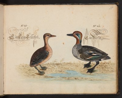"En nøyaktig naturlig beskrivelse og avgrensning av vannfuglene, fiskene, firfotdyrene, insektene og ormene, som finnes i vannet ved Strassburg [Strasbourg], som jeg selv skjøt og håndterte. Leonard Baldner, Fisher and Citizen i Strassburg ", c av Leonhard Baldner