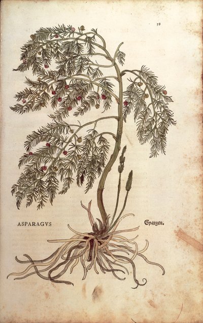 Asparges (Asparagus officinalis) av Leonhart Fuchs fra De historia stirpium commentarii insignes (Bemerkelsesverdige kommentarer om plantens historie) farget gravering av Leonhard Fuchs