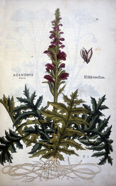 Botanisk plate: Acanthus eller Acanthus - i "The History of the Stirpium Commentaries" av Leonhart Fuchs av Leonhard Fuchs