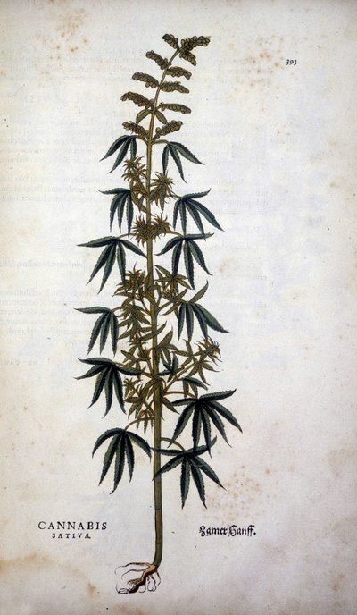 Cannabis Sativa (dyrking av hamp) - i ""The History of the Lineages of the Insignia Commentary"" av Leonhart Fuchs av Leonhard Fuchs