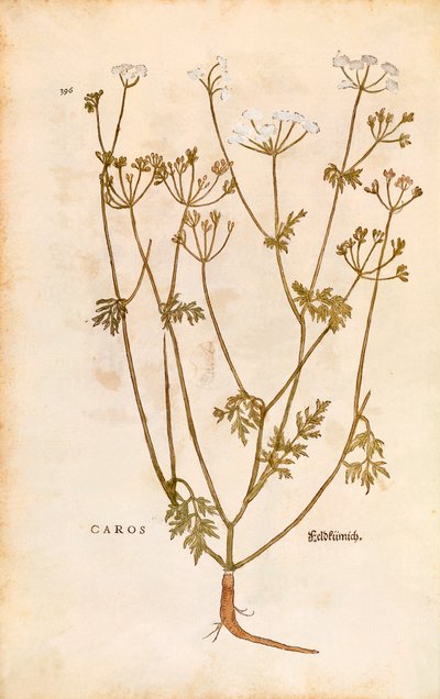 Karve - Carum carvi (Caros) av Leonhart Fuchs fra De historia stirpium commentarii insignes (Bemerkelsesverdige kommentarer om plantens historie) fargegravering av Leonhard Fuchs