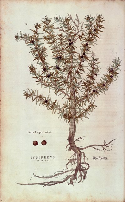 Vanlig einer - Juniperus communis (Juniperus minor) av Leonhart Fuchs fra De historia stirpium commentarii insignes (Bemerkelsesverdige kommentarer om plantens historie) farget gravering av Leonhard Fuchs