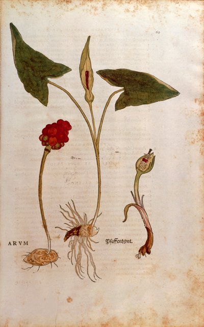 Cuckoo Pint eller Italian Lords-and-Ladies - Arum italicum (Arum) av Leonhart Fuchs fra De historia stirpium commentarii insignes (Bemerkelsesverdige kommentarer om plantens historie), farget gravering av Leonhard Fuchs