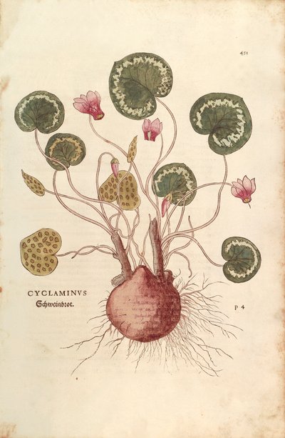 Cyclamen (Cyclaminus) av Leonhart Fuchs fra De historia stirpium commentarii insignes (Bemerkelsesverdige kommentarer om plantens historie) farget gravering av Leonhard Fuchs