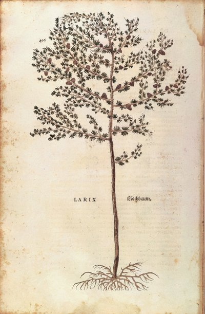Europeisk lerk (Larix decidua) av Leonhart Fuchs fra De historia stirpium commentarii insignes (Bemerkelsesverdige kommentarer om plantens historie) farget gravering av Leonhard Fuchs