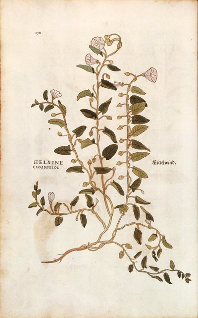 Åkerbinde - Convolvulus arvensis (Helxine cissampelos) av Leonhart Fuchs fra De historia stirpium commentarii insignes (Bemerkelsesverdige kommentarer om plantens historie) fargegravering av Leonhard Fuchs