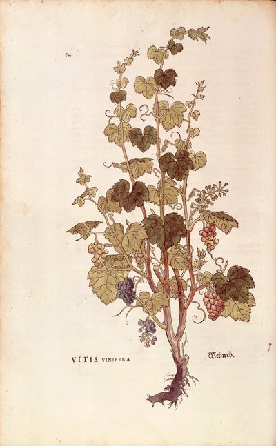 Grape vine (Vitis vinifera) av Leonhart Fuchs fra De historia stirpium commentarii insignes (Bemerkelsesverdige kommentarer om plantens historie), farget gravering av Leonhard Fuchs