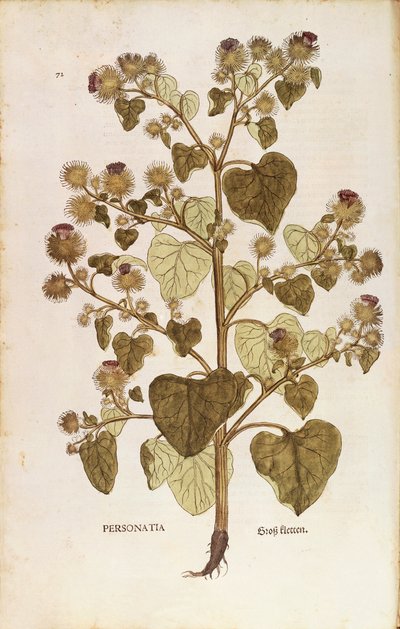 Greater Burdock - Arctium lappa (Personatia) av Leonhart Fuchs fra Notable Commentaries on the History of Plants, farget gravering av Leonhard Fuchs