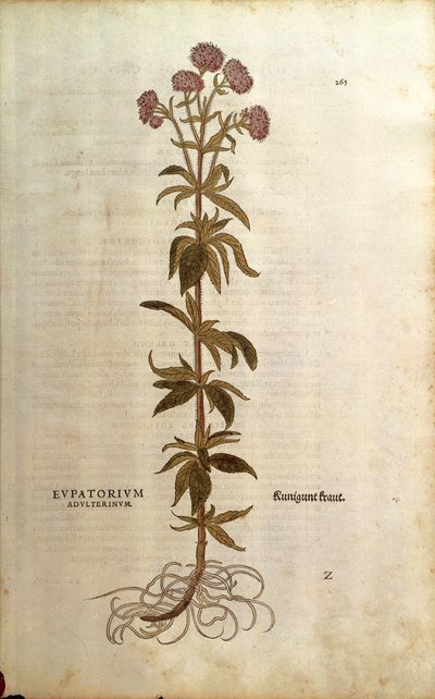 Hemp-agrimony - Eupatorium cannabinum (Eupatorium adulterinum) av Leonhart Fuchs fra De historia stirpium commentarii insignes (Bemerkelsesverdige kommentarer om plantens historie), farget gravering av Leonhard Fuchs