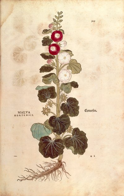 Stokrose - Malvaceae - Alcea (Malva hortensis) av Leonhart Fuchs fra De historia stirpium commentarii insignes (Bemerkelsesverdige kommentarer om plantens historie) fargegravering av Leonhard Fuchs