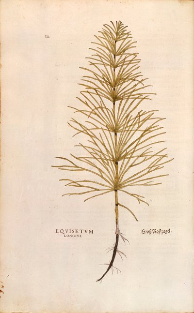 Kjerringrokk - Equisetum arvense (Equisetum arvense) av Leonhart Fuchs fra The History of Plants (Bemerkelsesverdige kommentarer til plantens historie), farget gravering av Leonhard Fuchs