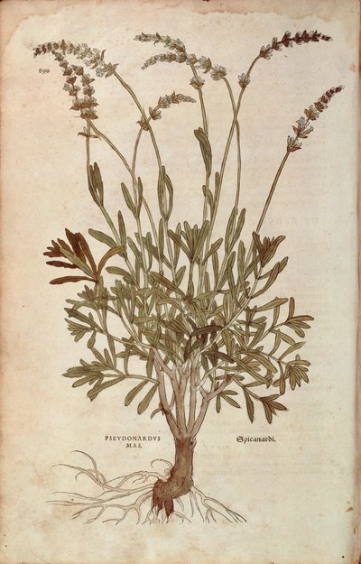 Lavendel - Lavandula spica (Pseudonardus mas) av Leonhart Fuchs fra De historia stirpium commentarii insignes (Bemerkelsesverdige kommentarer om plantens historie), farget gravering av Leonhard Fuchs