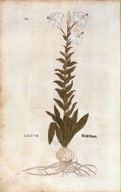 Lily (Lilium) av Leonhart Fuchs fra De historia stirpium commentarii insignes (Bemerkelsesverdige kommentarer om plantens historie), farget gravering av Leonhard Fuchs