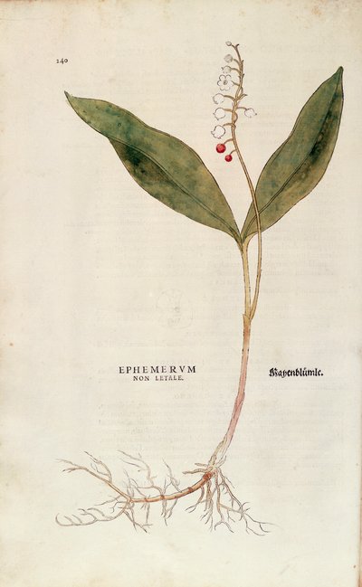 Lily of the Valley - Convallaria majalis (Non-lethal ephemerum) av Leonhart Fuchs fra De historia stirpium commentarii insignes (Bemerkelsesverdige kommentarer om plantens historie), farget gravering av Leonhard Fuchs
