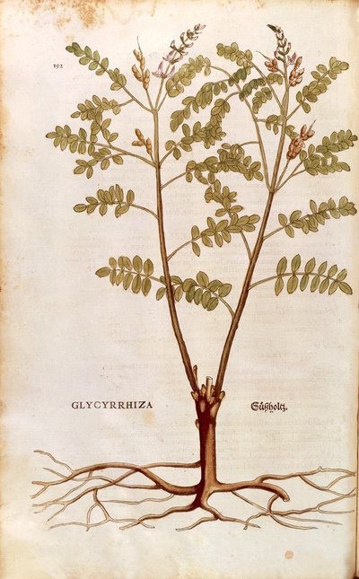 Lakris eller lakris (Glycyrrhiza glabra) av Leonhart Fuchs fra De historia stirpium commentarii insignes (Bemerkelsesverdige kommentarer om plantens historie) farget gravering av Leonhard Fuchs