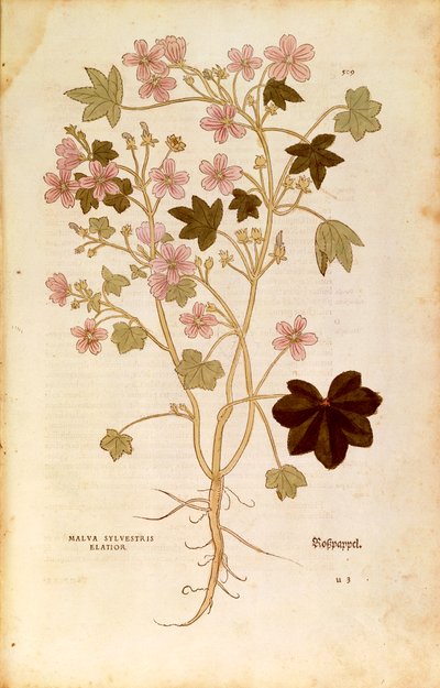 Mallow (Malva sylvestris elatior) av Leonhart Fuchs fra De historia stirpium commentarii insignes (Bemerkelsesverdige kommentarer om plantens historie), farget gravering av Leonhard Fuchs
