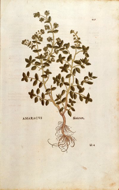 Merian - Origanum majorana (Amaracus) av Leonhart Fuchs fra De historia stirpium commentarii insignes (Bemerkelsesverdige kommentarer om plantens historie) farget gravering av Leonhard Fuchs
