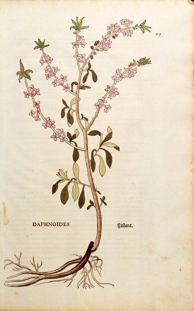 Mezereon - Daphne mezereum (Daphnoides) av Leonhart Fuchs fra De historia stirpium commentarii insignes (Bemerkelsesverdige kommentarer om plantens historie), farget gravering av Leonhard Fuchs