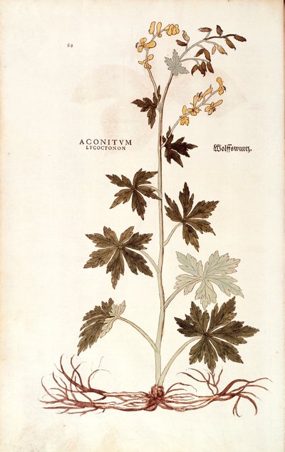Northern Wolfsbane (Aconitum lycoctonum) av Leonhart Fuchs fra De historia stirpium commentarii insignes (Notable Commentarars on the History of Plants), farget gravering av Leonhard Fuchs