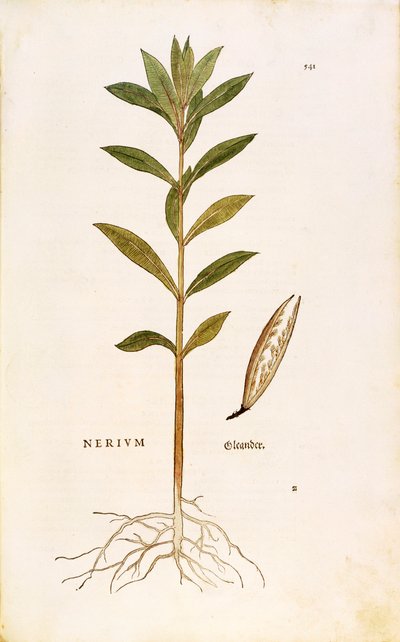 Oleander (Nerium oleander) av Leonhart Fuchs fra De historia stirpium commentarii insignes (Bemerkelsesverdige kommentarer om plantens historie), farget gravering av Leonhard Fuchs