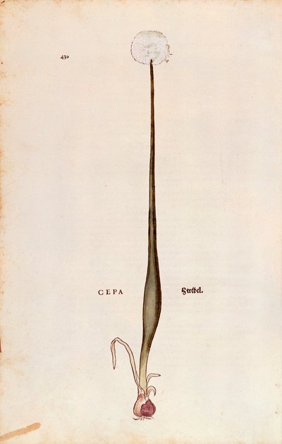 Onion (Allium cepa) av Leonhart Fuchs fra De historia stirpium commentarii insignes (Bemerkelsesverdige kommentarer om plantens historie), farget gravering av Leonhard Fuchs