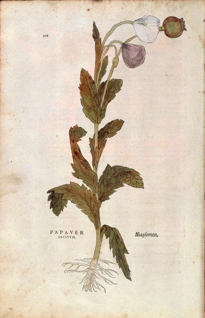 Opiumsvalmue - Papaver somniferum (Papaver satiuum) av Leonhart Fuchs fra De historia stirpium commentarii insignes (Bemerkelsesverdige kommentarer om plantens historie), farget gravering av Leonhard Fuchs