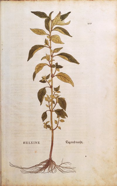 Pellitory-of-the-wall eller lichwort - Parietaria officinalis (Helxine) av Leonhart Fuchs fra De historia stirpium commentarii insignes (Bemerkelsesverdige kommentarer om plantens historie) farget gravering av Leonhard Fuchs