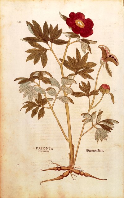 Peon - Paeonia officinalis (Paeonia foemina) av Leonhart Fuchs fra De historia stirpium commentarii insignes (Bemerkelsesverdige kommentarer om plantens historie), farget gravering av Leonhard Fuchs