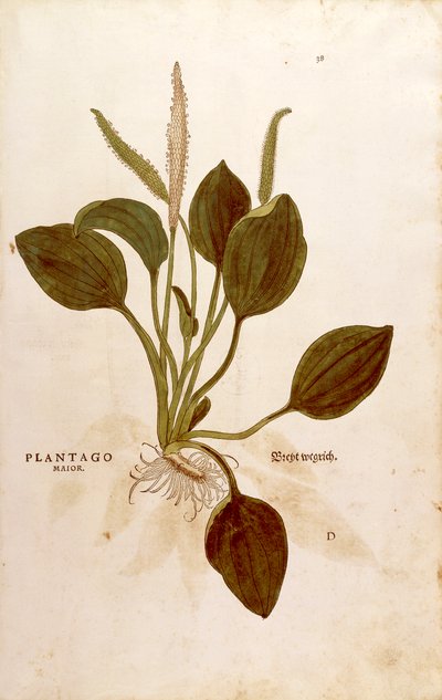 Groblad (Plantago major) av Leonhart Fuchs fra De historia stirpium commentarii insignes (Bemerkelsesverdige kommentarer om plantens historie) farget gravering av Leonhard Fuchs
