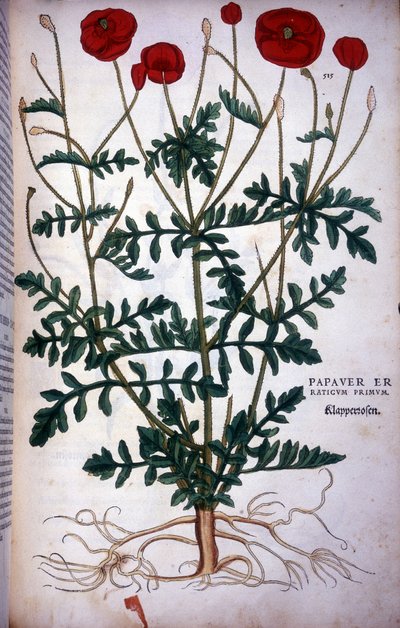 Poppy in - i "" The History of Racism Commentary-merker,..." av Leonhart Fuchs av Leonhard Fuchs