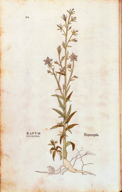 Rampion klokkeblomst - Campanula rapunculus (Rapum sylvestre) av Leonhart Fuchs fra De historia stirpium commentarii insignes (Bemerkelsesverdige kommentarer om plantens historie) fargegravering av Leonhard Fuchs