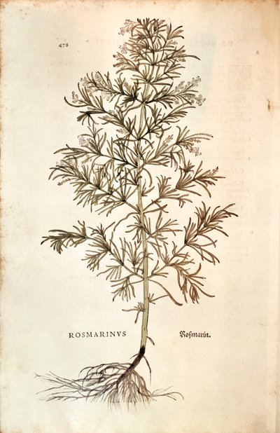 Rosmarin, Rosmarinus Officinalis (Rosmarinus). farget gravering av Leonhard Fuchs