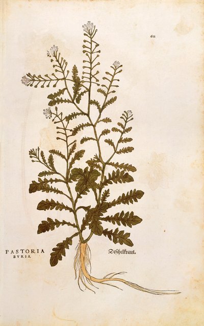 Hyrdepung - Capsella bursa-pastoris (Pastoria bursa) av Leonhart Fuchs fra De historia stirpium commentarii insignes (Bemerkelsesverdige kommentarer om plantens historie) fargegravering av Leonhard Fuchs