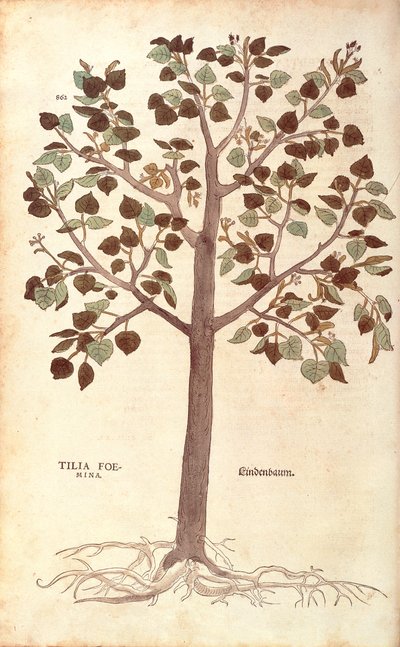 Småbladkalk - Tilia cordata (Tilia foemina) av Leonhart Fuchs fra De historia stirpium commentarii insignes (Bemerkelsesverdige kommentarer om plantens historie) fargegravering av Leonhard Fuchs