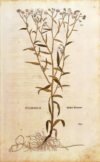 Sneezewort - Achillea ptarmica (Ptarmice) av Leonhart Fuchs fra De historia stirpium commentarii insignes (Bemerkelsesverdige kommentarer om plantens historie) farget gravering av Leonhard Fuchs